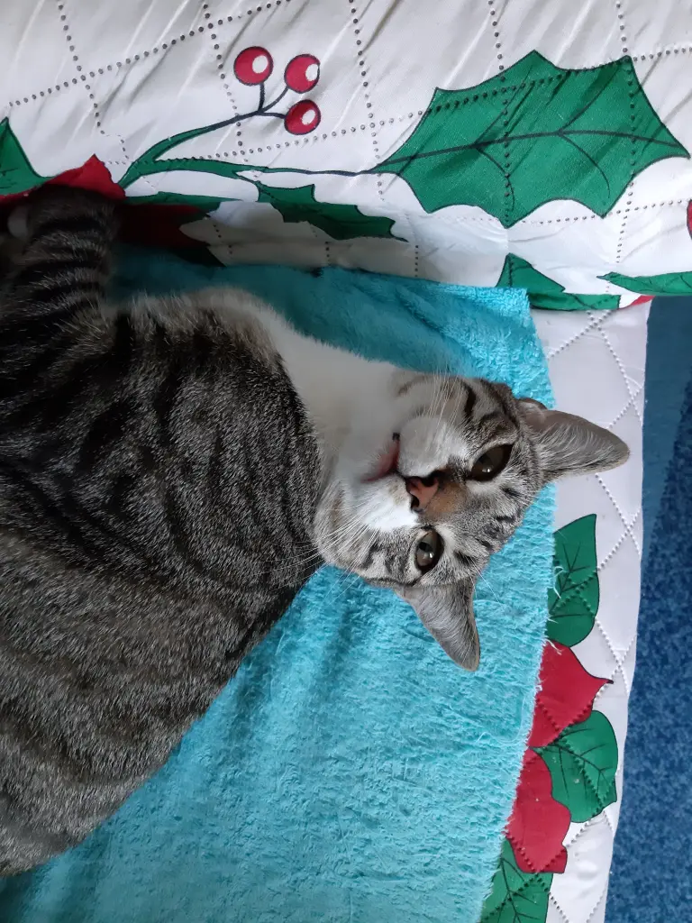 Condolence image of Tanja mit Timmy im Herzen