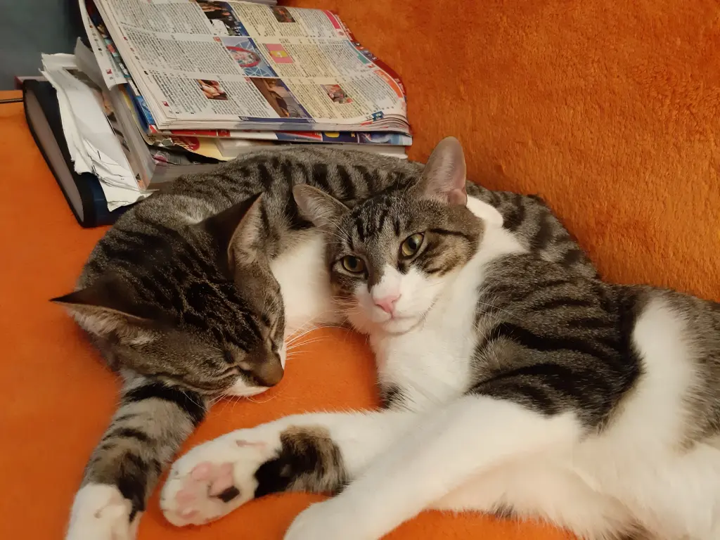 Condolence image of Tanja mit Timmy im Herzen
