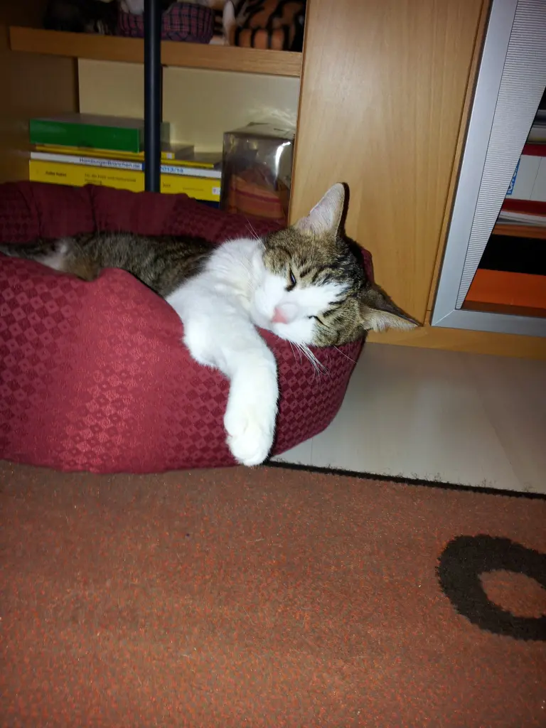 Condolence image of Tanja mit Timmy im Herzen