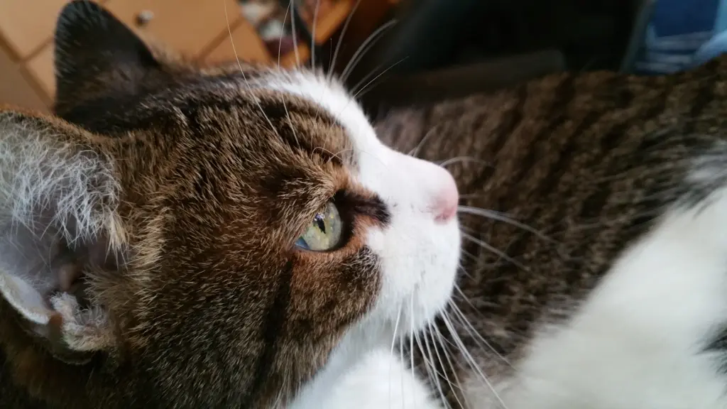 Condolence image of Tanja mit Timmy im Herzen