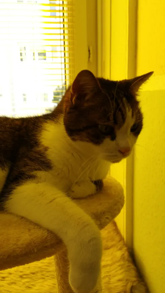 Condolence image of Tanja mit Timmy im Herzen 