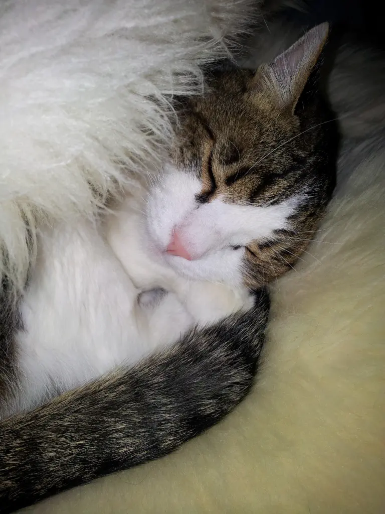 Condolence image of Tanja mit Timmy im Herzen