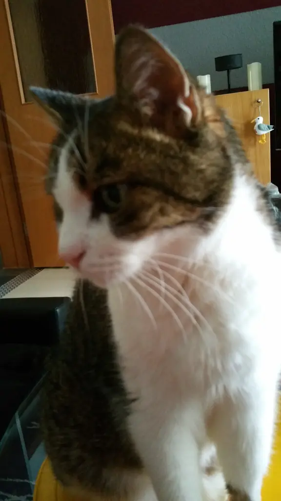 Condolence image of Tanja mit Timmy im Herzen