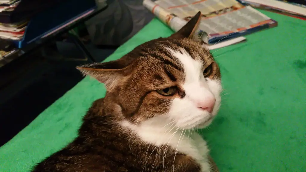 Condolence image of Tanja mit Timmy im Herzen 