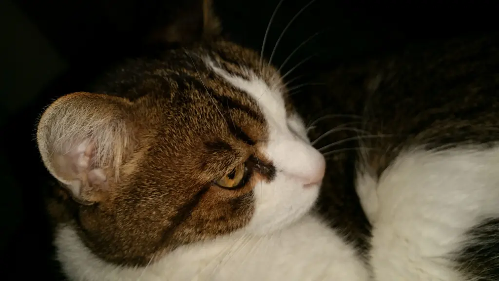 Condolence image of Tanja mit Timmy im Herzen 