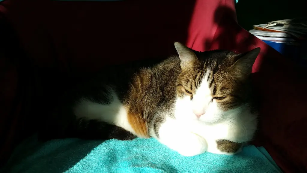 Condolence image of Tanja mit Timmy im Herzen