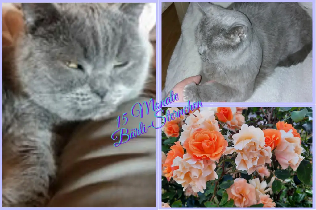 Condolence image of Eike und Edeltraud mit Mulle, Miezi, Jonny, Felix, Lemmi und Tommi tief im Herzen ❤❤❤❤❤❤