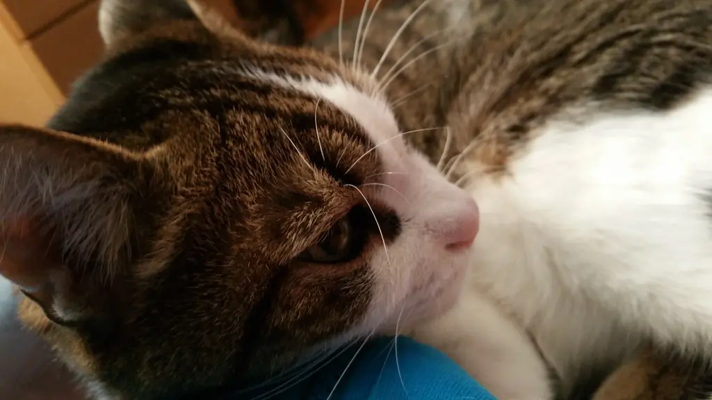 Condolence image of Tanja mit Timmy im Herzen