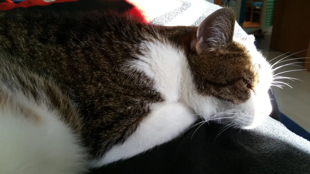 Condolence image of Tanja mit Timmy im Herzen
