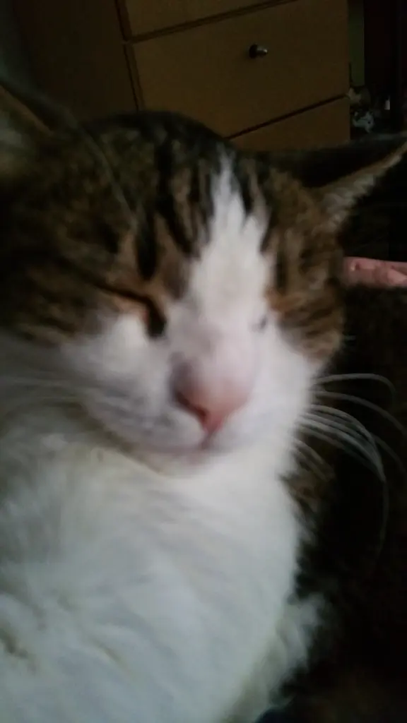 Condolence image of Tanja mit Timmy im Herzen