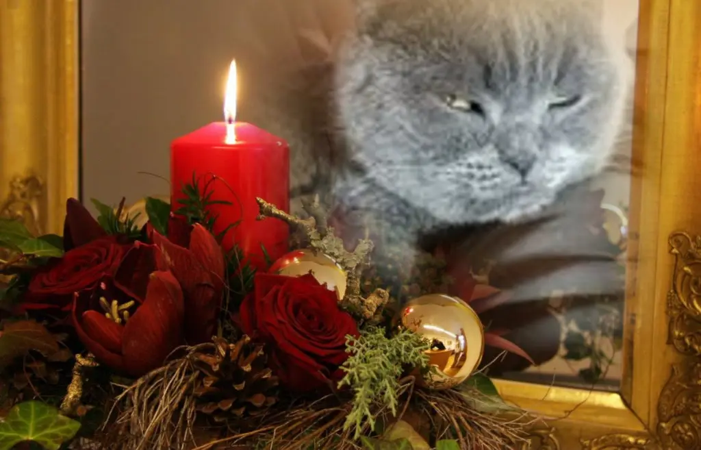 Condolence image of ❤️1. Advent❤️