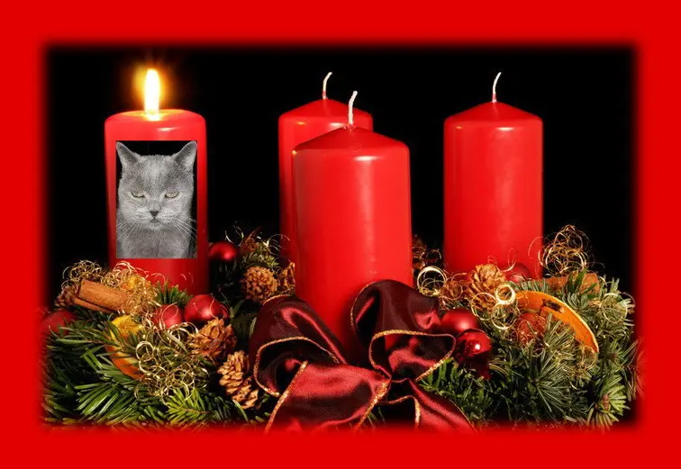 Condolence image of Frauchen♥️
