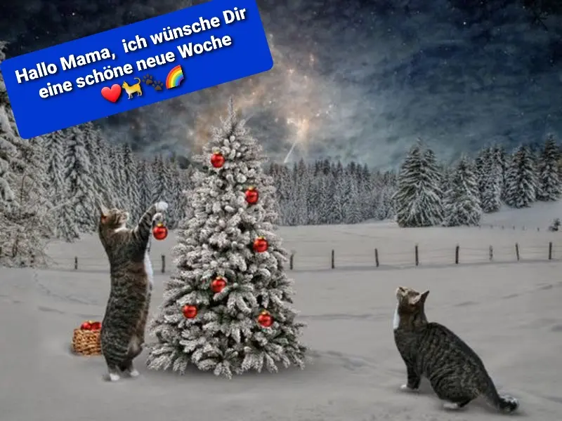 Condolence image of Tanja mit Timmy im Herzen
