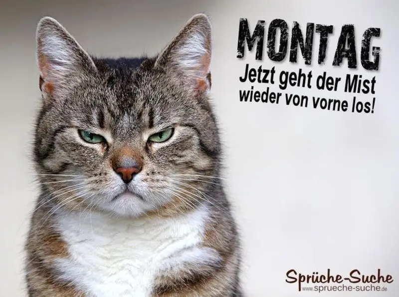 Condolence image of Tanja mit Timmy im Herzen