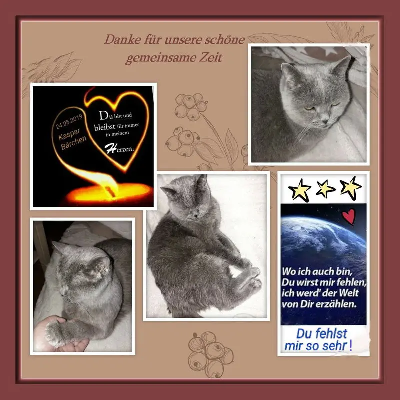 Condolence image of deinem Frauchen❤️