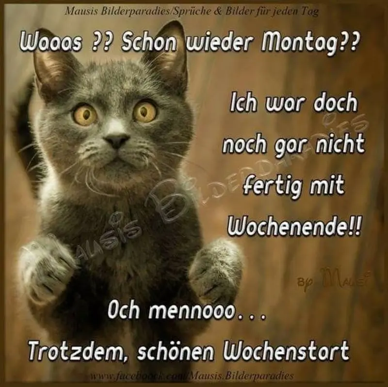 Condolence image of Tanja mit Timmy im Herzen