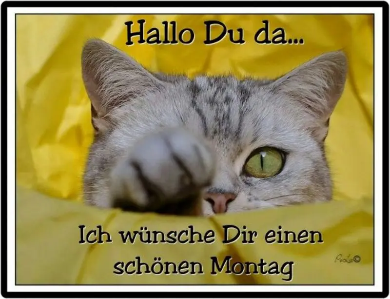 Condolence image of Tanja mit Timmy im Herzen