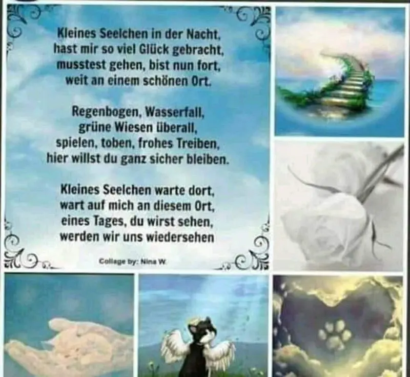 Condolence image of Tanja mit Timmy im Herzen 