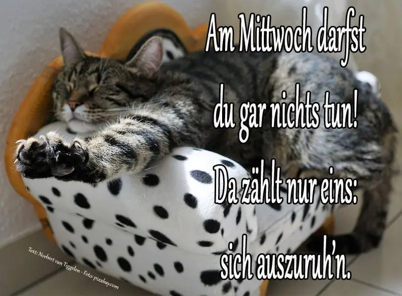 Condolence image of Tanja mit Timmy im Herzen