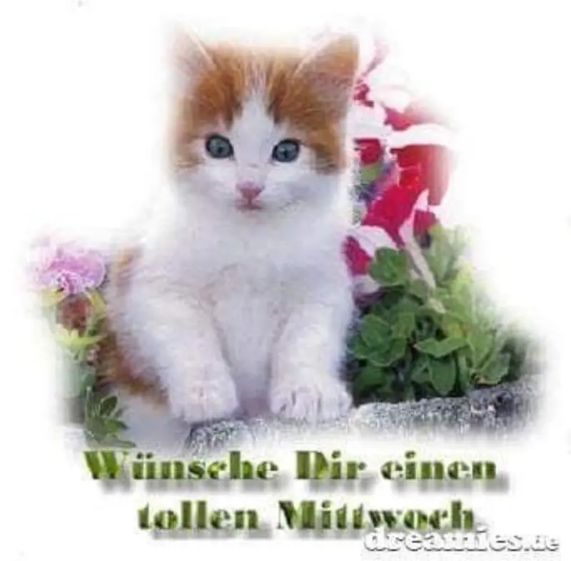 Condolence image of Tanja mit Timmy im Herzen 