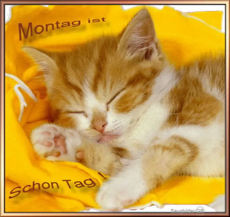 Condolence image of Tanja mit Timmy im Herzen 