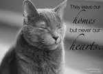Condolence image of Tanja mit Timmy im Herzen