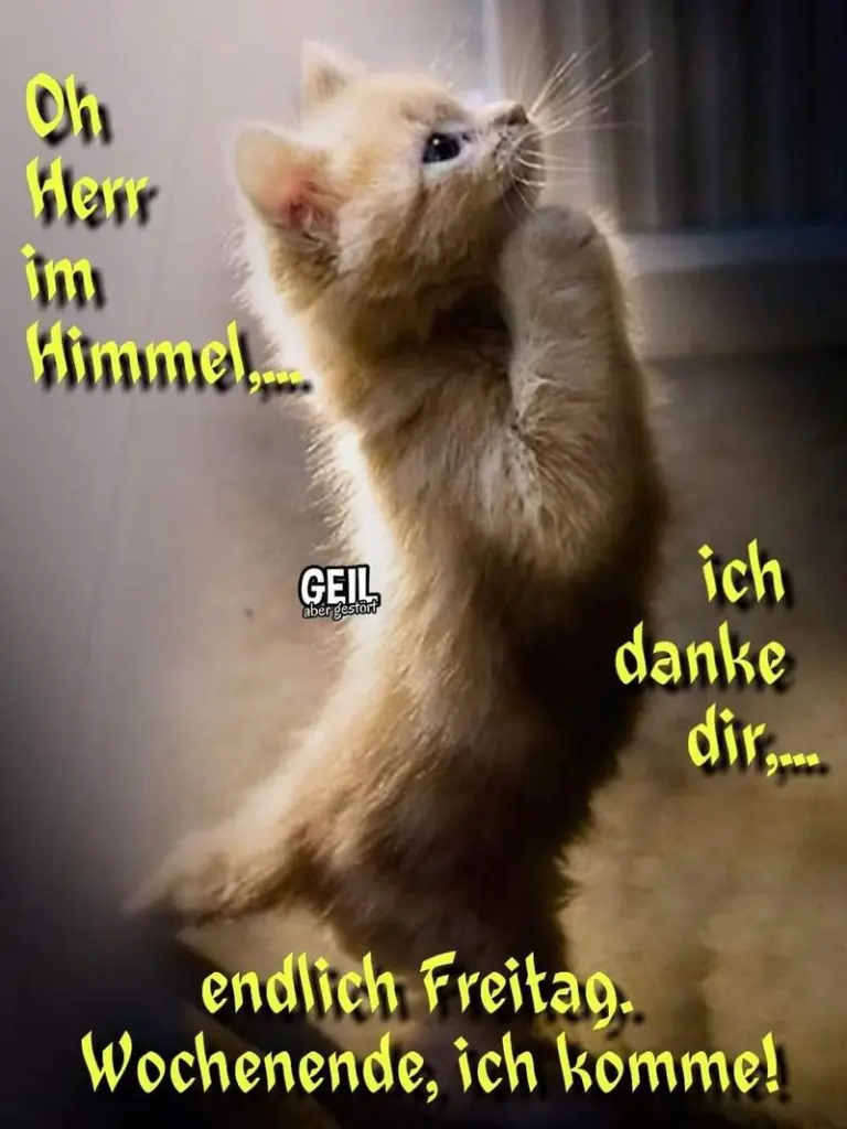 Condolence image of Tanja mit Timmy im Herzen