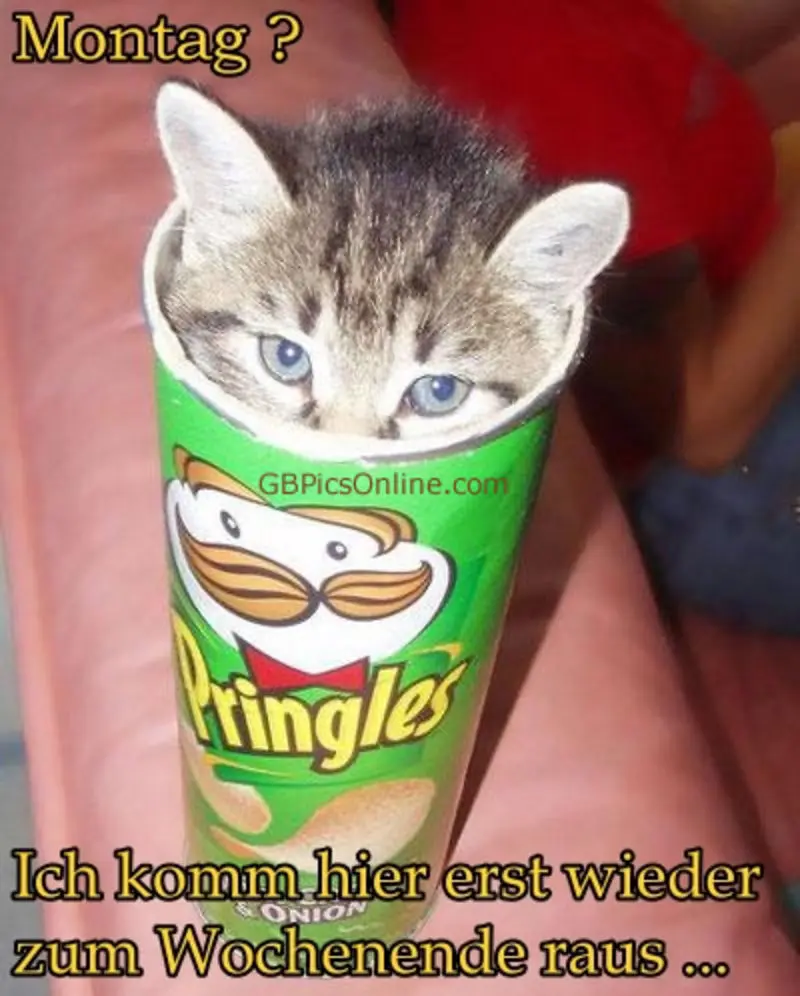 Condolence image of Tanja mit Timmy im Herzen
