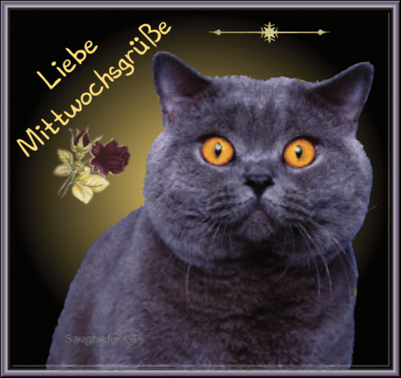 Condolence image of Tanja mit Timmy im Herzen 
