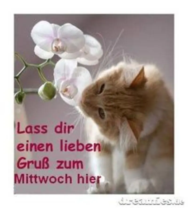 Condolence image of Tanja mit Timmy im Herzen 