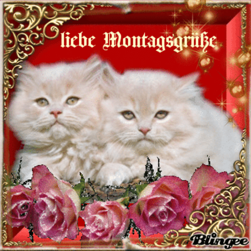 Condolence image of Tanja mit Timmy im Herzen 
