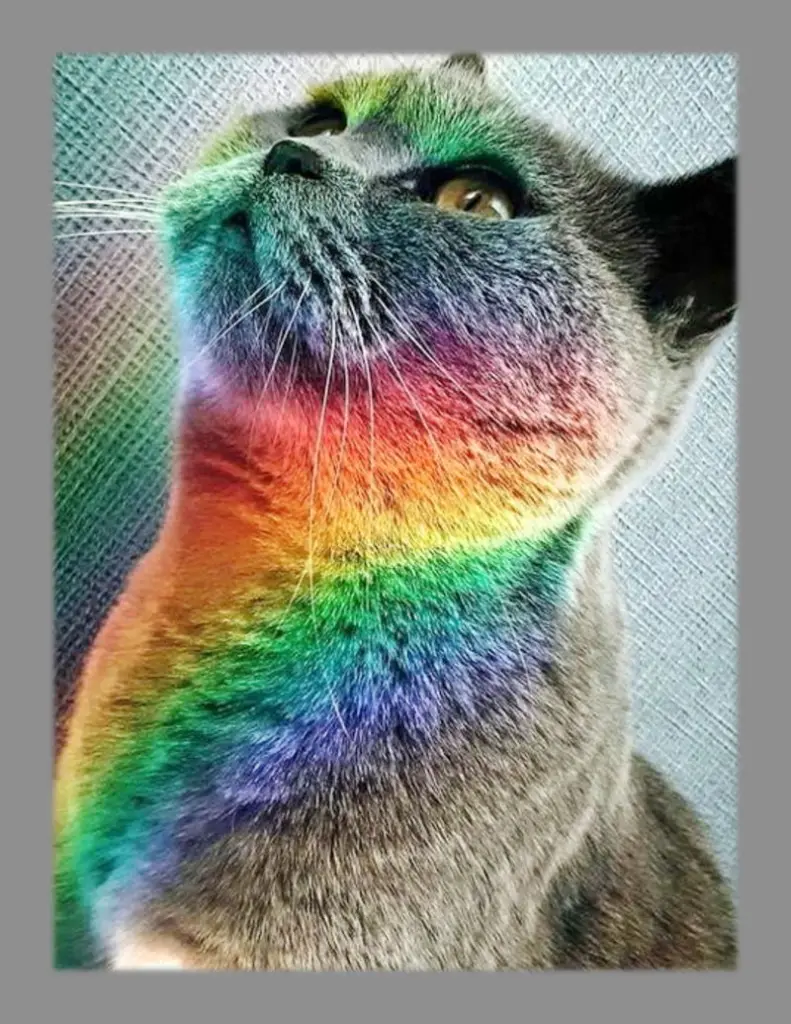 Condolence image of deinem Frauchen❤️