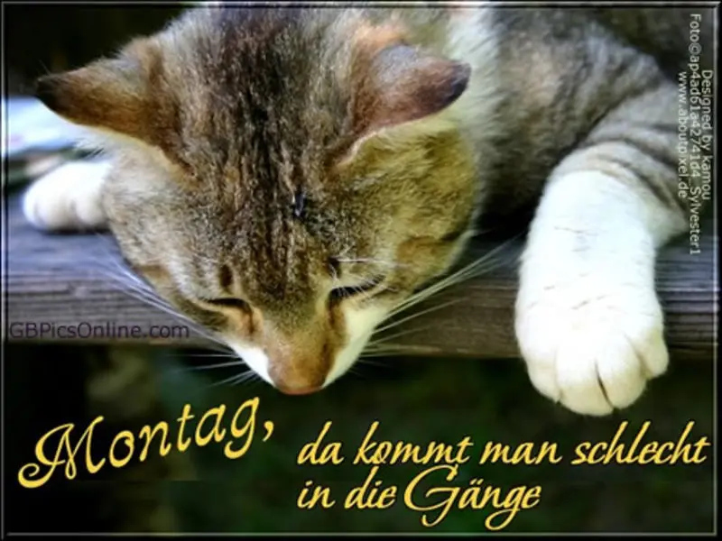 Condolence image of Tanja mit Timmy im Herzen