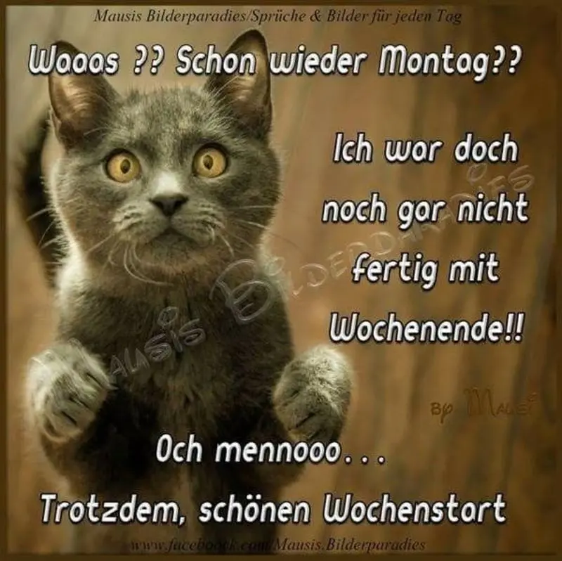 Condolence image of Tanja mit Timmy im Herzen