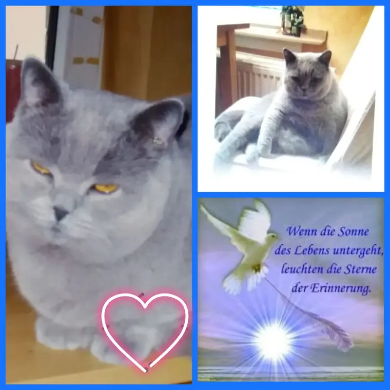 Condolence image of Ellen mit Lina ❤️und all meinen Sternchen ❤️