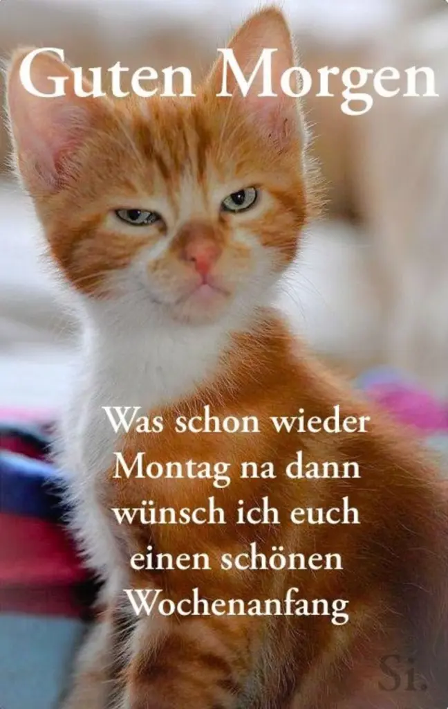 Condolence image of Tanja mit Timmy im Herzen