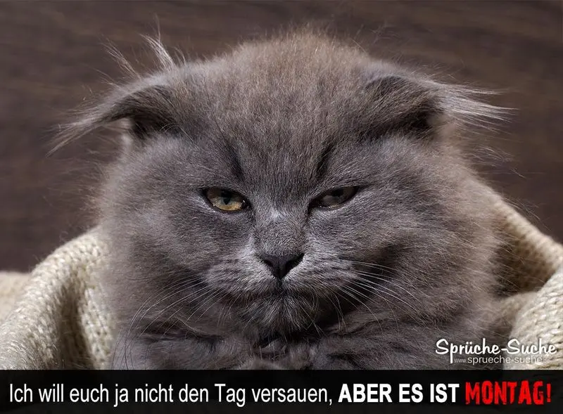 Condolence image of Tanja mit Timmy im Herzen