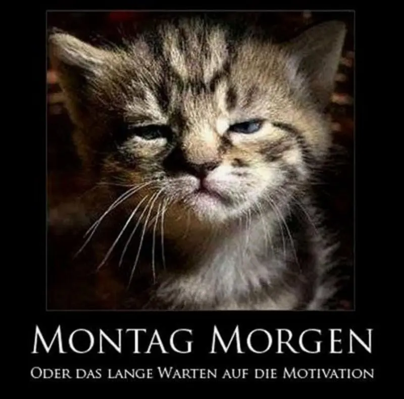 Condolence image of Tanja mit Timmy im Herzen