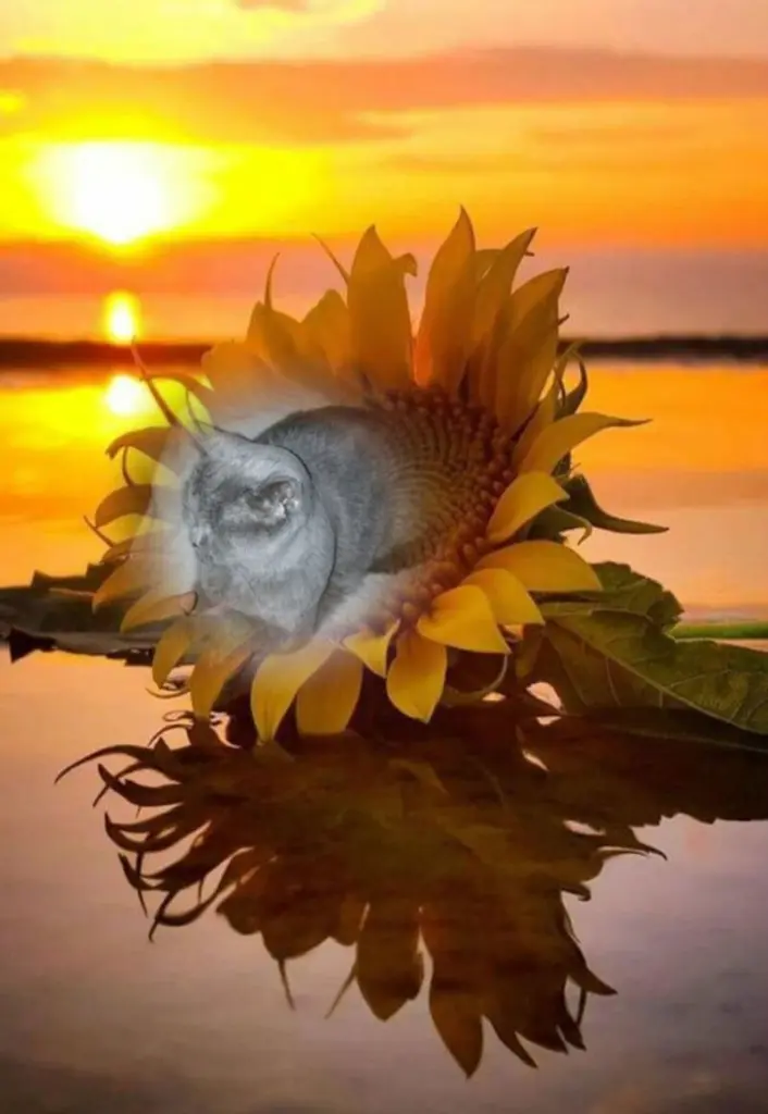 Condolence image of Fur Kasparchen❤️