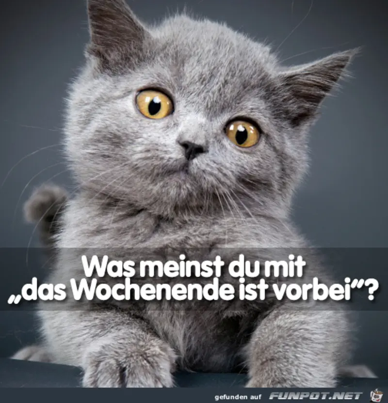 Condolence image of Tanja mit Timmy im Herzen 
