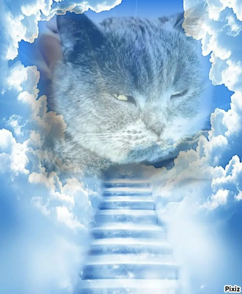 Condolence image of Tanja mit Timmy im Herzen