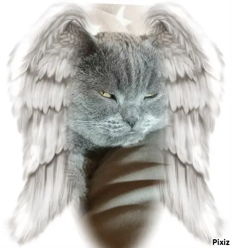 Condolence image of Tanja mit Timmy im Herzen
