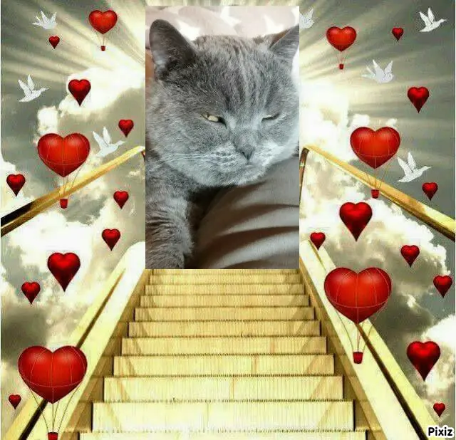 Condolence image of Tanja mit Timmy im Herzen