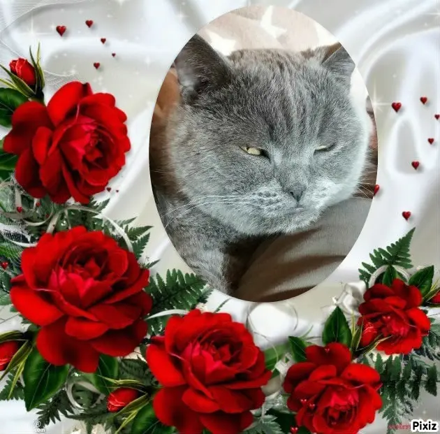 Condolence image of Tanja mit Timmy im Herzen