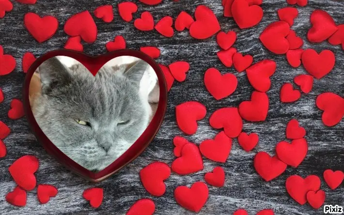 Condolence image of Tanja mit Timmy im Herzen