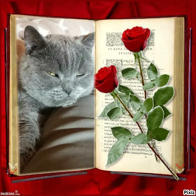 Condolence image of Tanja mit Timmy im Herzen