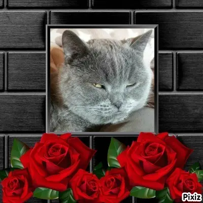 Condolence image of Tanja mit Timmy im Herzen