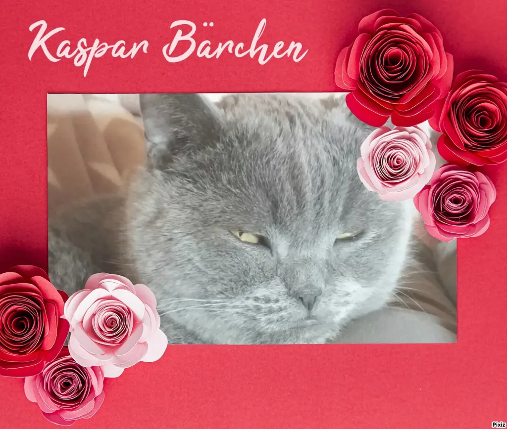 Condolence image of Tanja mit Timmy im Herzen