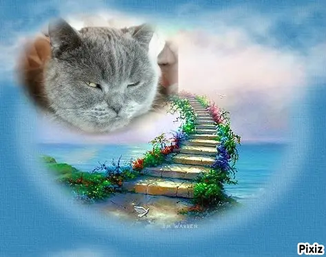 Condolence image of Tanja mit Timmy im Herzen 