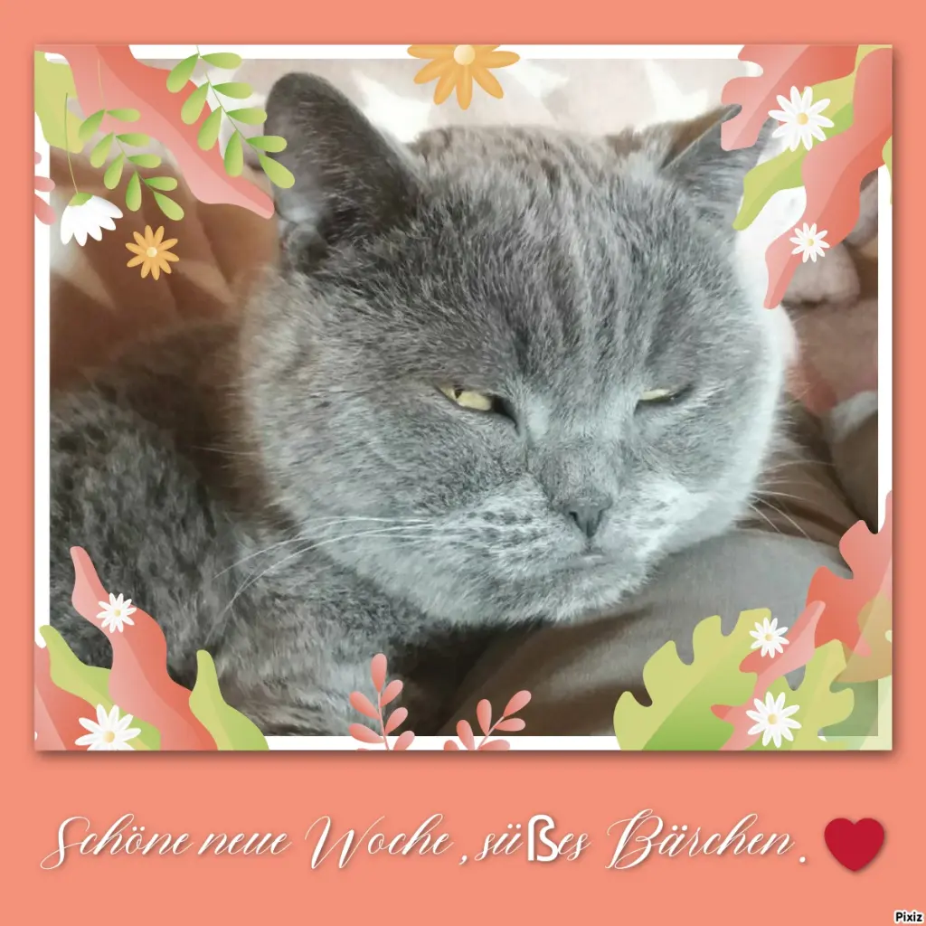 Condolence image of Tanja mit Timmy im Herzen 